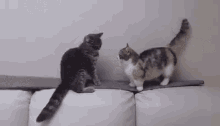 cat-patience-cat